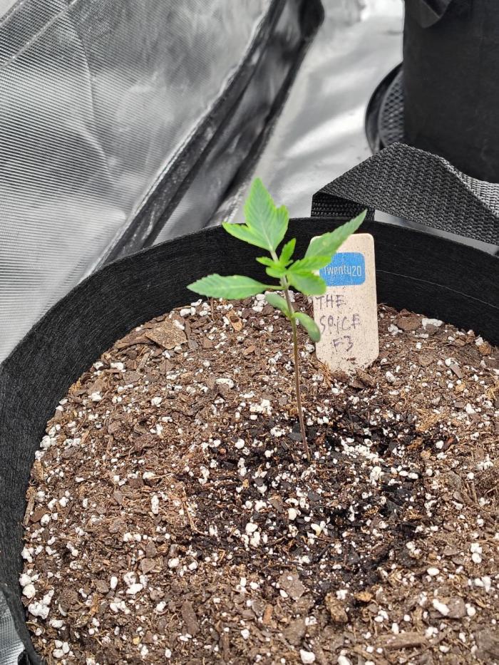The Spice F3. Week 2