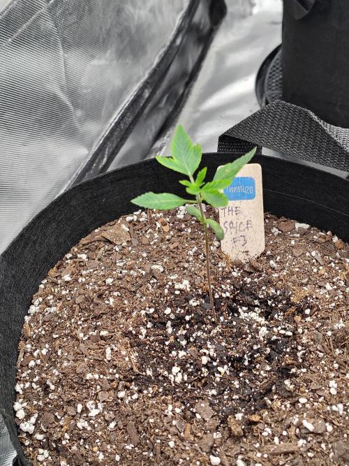 The Spice F3. Week 2