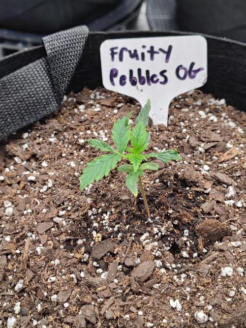 Fruity Pebbles OG. Week 2