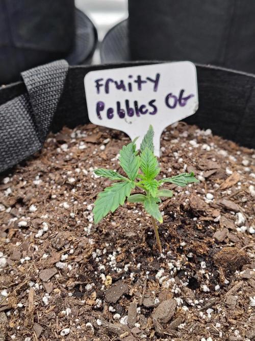 Fruity Pebbles OG. Week 2