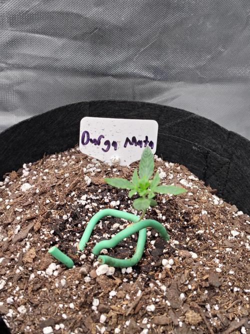 Durga Mata. Week 2