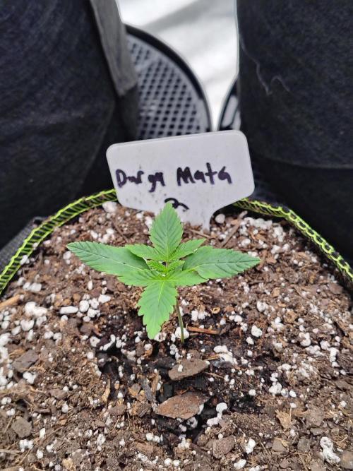 Durga Mata. Week 2
