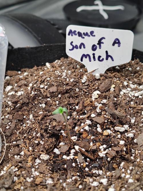 Son of a Mich. Week 0