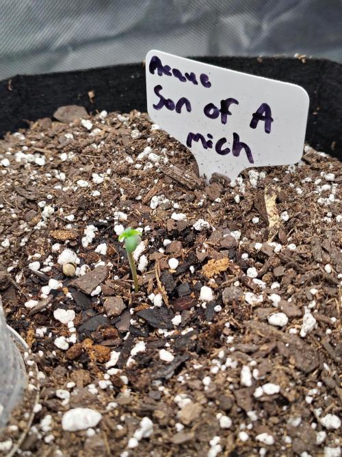 Son of a Mich. Week 0