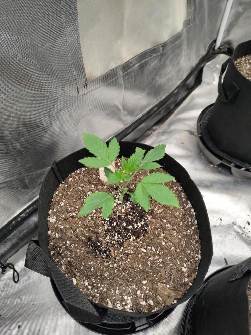 The Spice F3. Week 2