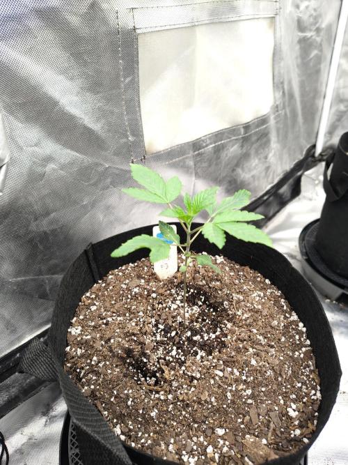 The Spice F3. Week 2