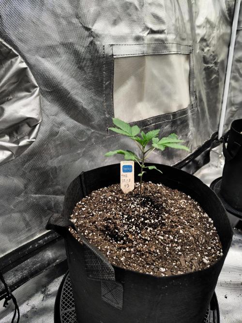 The Spice F3. Week 2