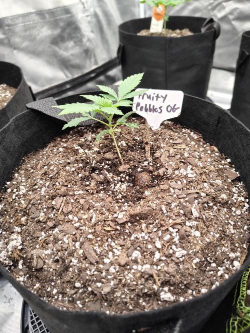 Fruity Pebbles OG. Week 2