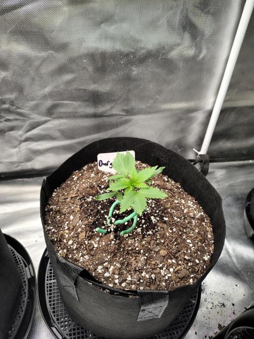 Durga Mata. Week 2
