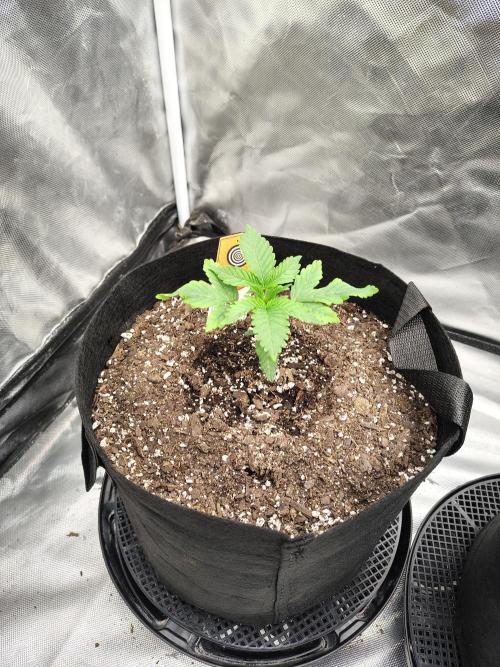 Zoap Rose. Week 2