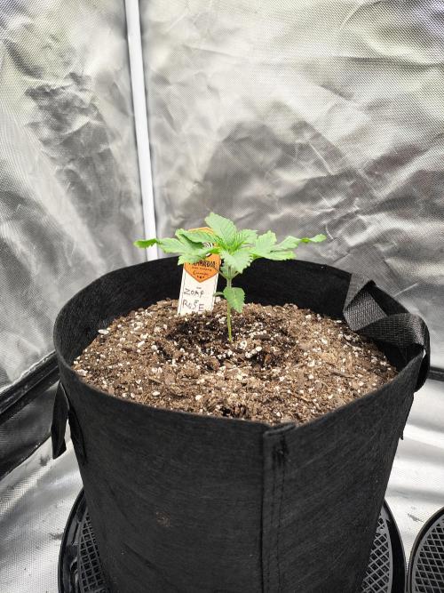 Zoap Rose. Week 2