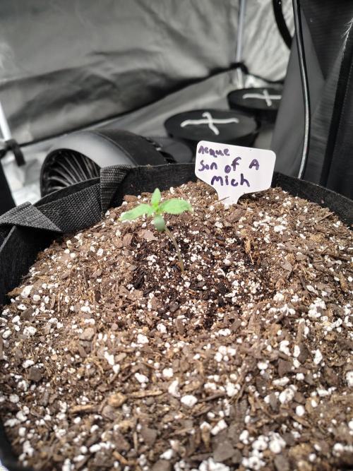 Son of a Mich. Week 1