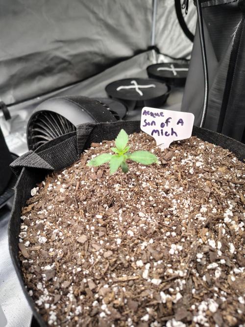 Son of a Mich. Week 1