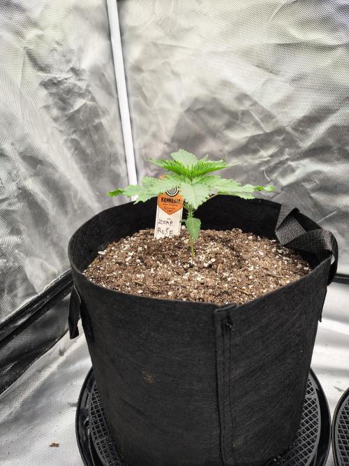 Zoap Rose. Week 3