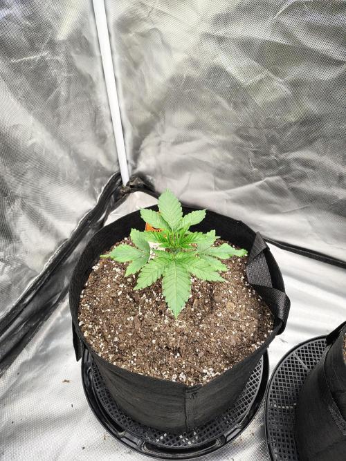 Zoap Rose. Week 3