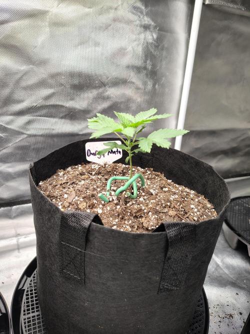 Durga Mata. Week 3