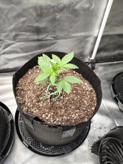 Durga Mata. Week 3
