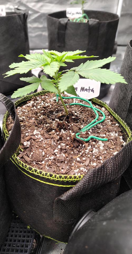 Durga Mata. Week 3