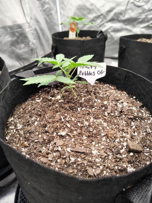 Fruity Pebbles OG. Week 3