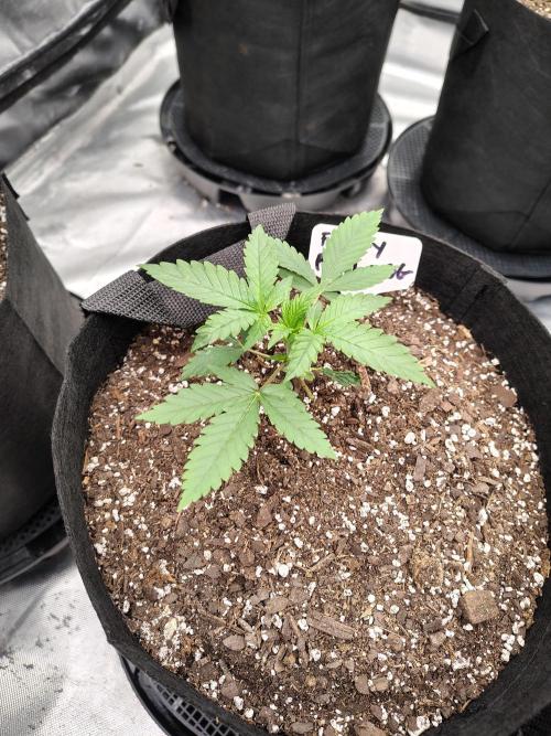 Fruity Pebbles OG. Week 3
