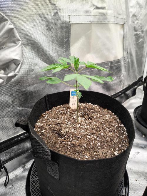 The Spice F3. Week 3