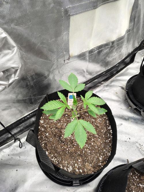 The Spice F3. Week 3