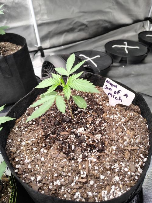 Son of a Mich. Week 2