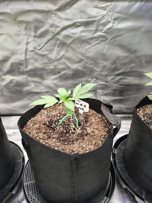 Son of a Mich. Week 2