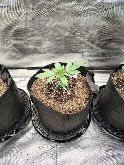 Son of a Mich. Week 2