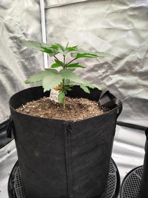 Zoap Rose. Week 3