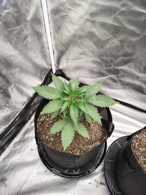 Zoap Rose. Week 3