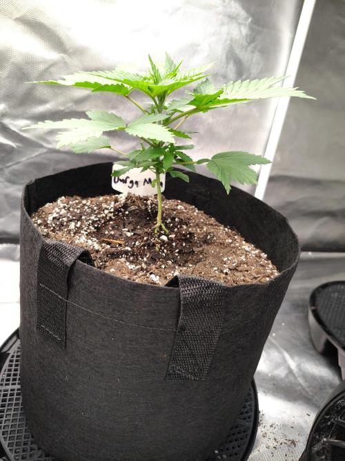 Durga Mata. Week 3