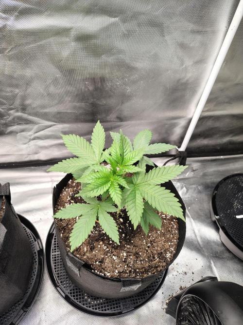 Durga Mata. Week 3