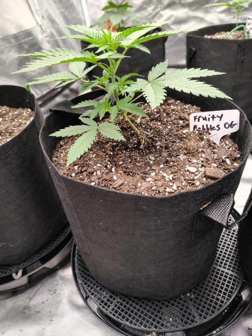 Fruity Pebbles OG. Week 3