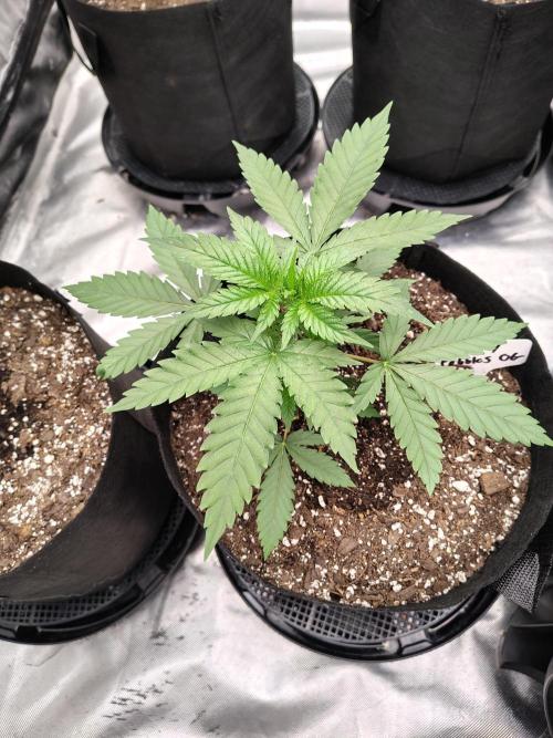 Fruity Pebbles OG. Week 3