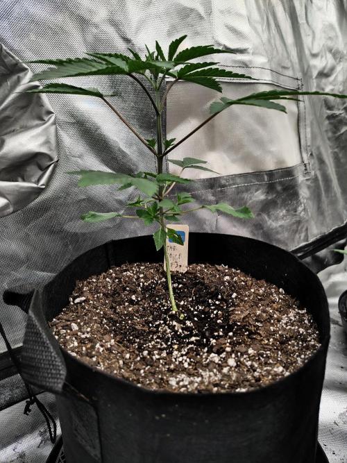 The Spice F3. Week 3