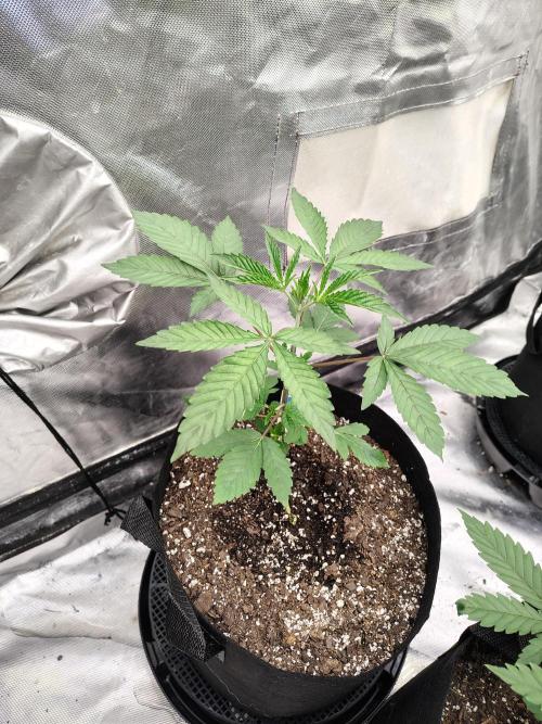 The Spice F3. Week 3