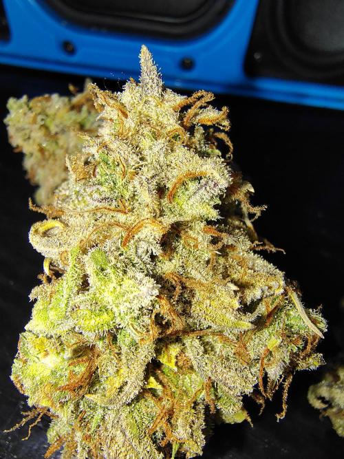 Goupy Banana. Week 15