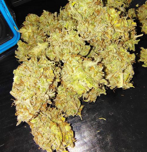 Goupy Banana. Week 15