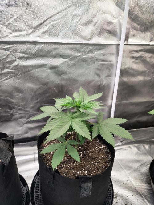 Durga Mata. Week 4