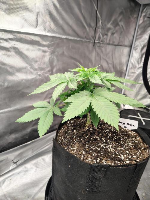 Durga Mata. Week 4