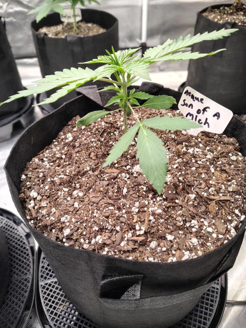 Son of a Mich. Week 2
