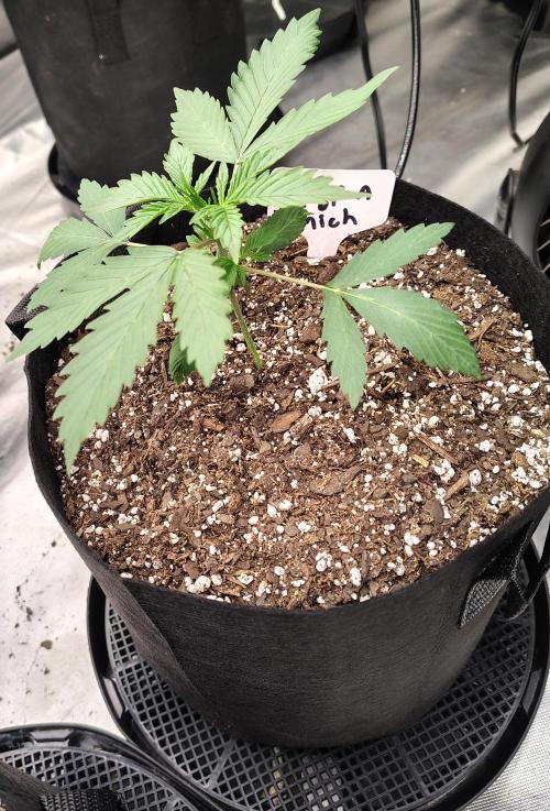 Son of a Mich. Week 2