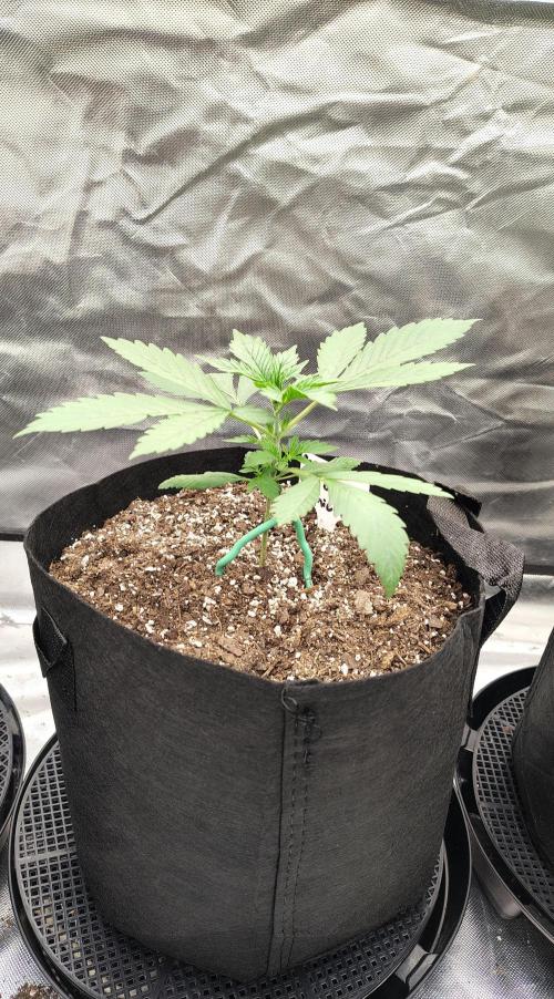 Son of a Mich. Week 2