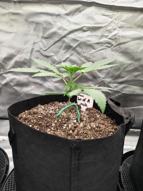 Son of a Mich. Week 2