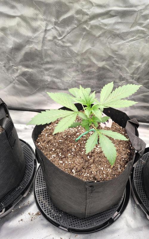 Son of a Mich. Week 2
