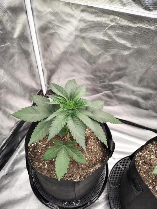 Zoap Rose. Week 4