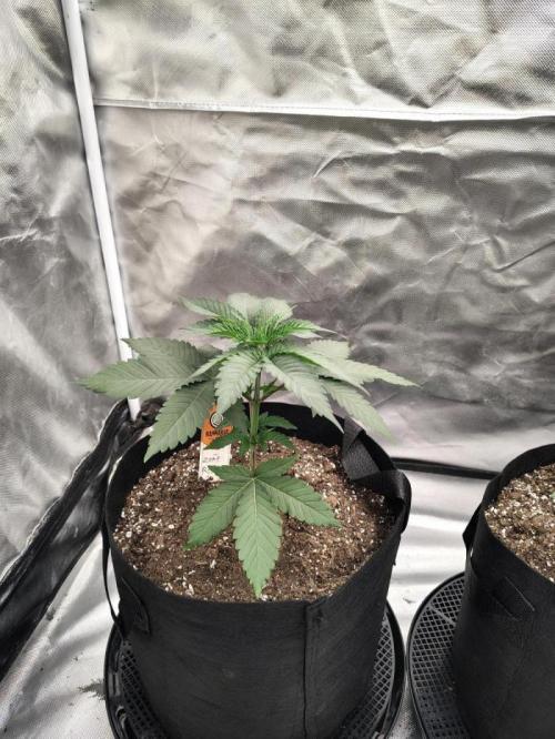 Zoap Rose. Week 4