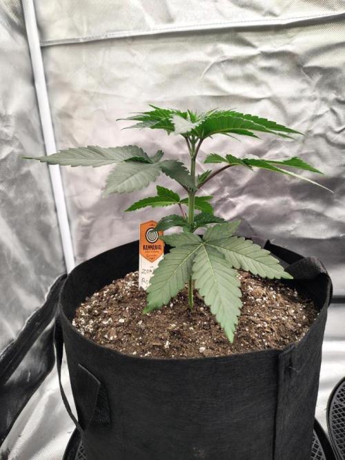 Zoap Rose. Week 4