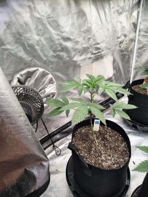 The Spice F3. Week 4
